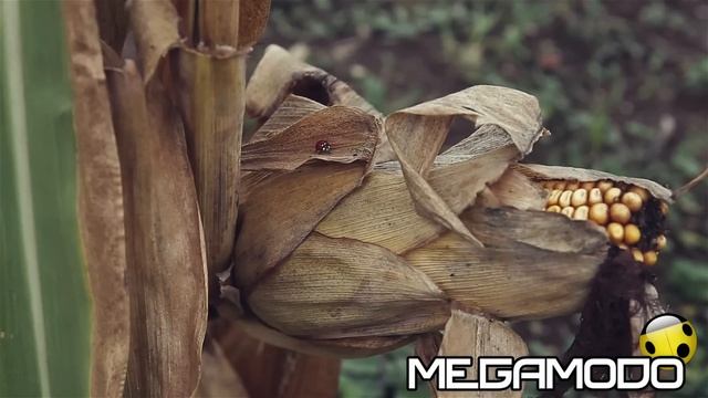 Kia Sportage R смотреть онлайн