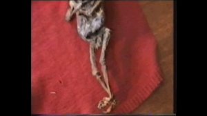 Куда исчез гуманоид Алешенька (тизер)