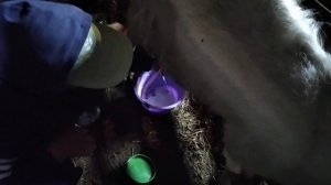 Ребенок доит козу. A child milks a goat. एक बच्चे को एक बकरी दूध ।