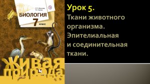 Урок 5. Ткани животного организма. Эпителиальная и соединительная ткани