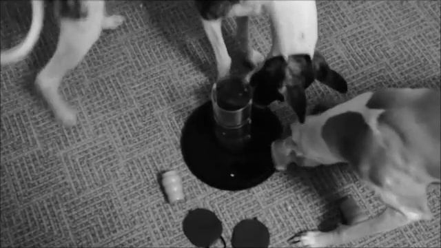 Тихие игры с собакой смотреть онлайн