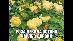 Роза Девида Остина Чарльз Дарвин