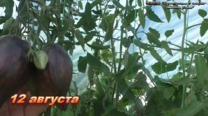 Звездный истребитель вкуснейший диковинный томат
