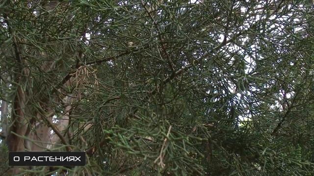 Кипарис гваделупский / Никитский ботанический сад