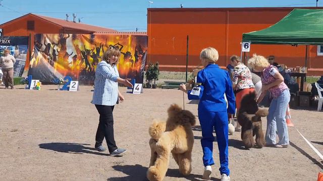 18.06.23 монородка пудель в СПб ЛПП стандарт