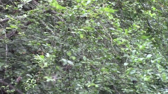 Дрозды-рябинники едят черёмуху смотреть онлайн