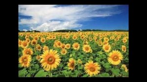 Love Theme from the Italian movie Sunflower (I Girasoli)-1970