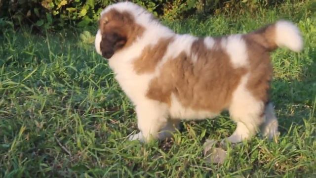 Сказка Востока Тиана 1,5 мес. смотреть онлайн