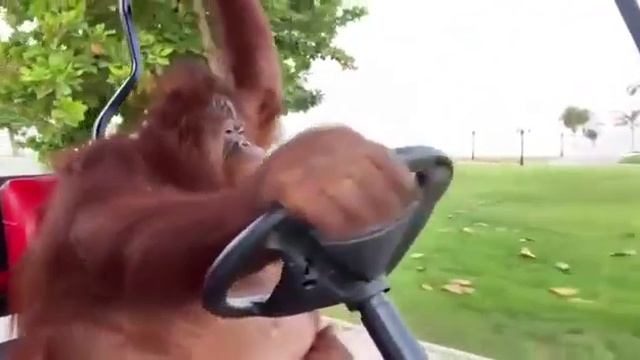 ОРАНГУТАНГ УПРАВЛЯЕТ МАШИНОЙ ДЛЯ ГОЛЬФА
