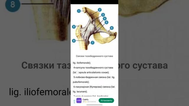 все про тазобедренный сустав. или почему ломается шейка бедра