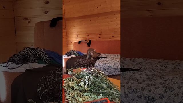 Когда постиг Дзен