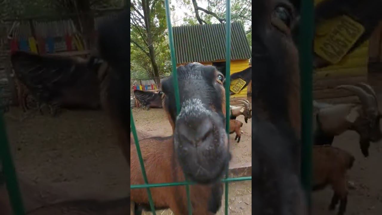 Коза Дереза. Краснодар. Солнечный остров.  САФАРИ ПАРК. #funny_animals