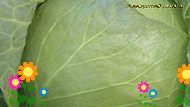 Капуста белокочанная Валентина F1. Краткий обзор, описание характеристик Valentina смотреть онлайн