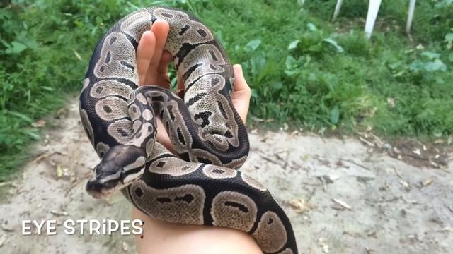 Ball Python Morph Update - VPI Axanthic