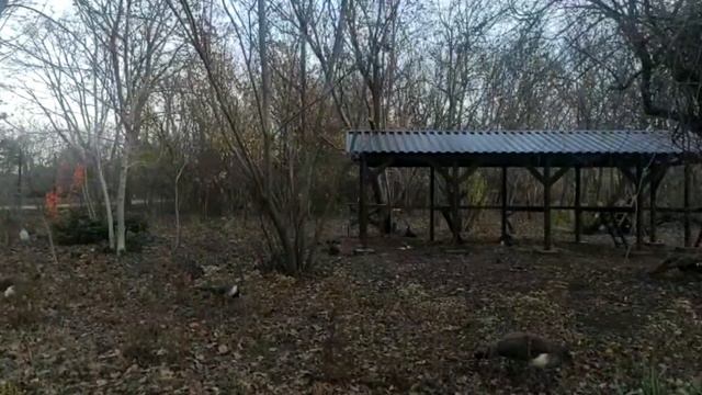 Ботанический сад И.С. Косенко