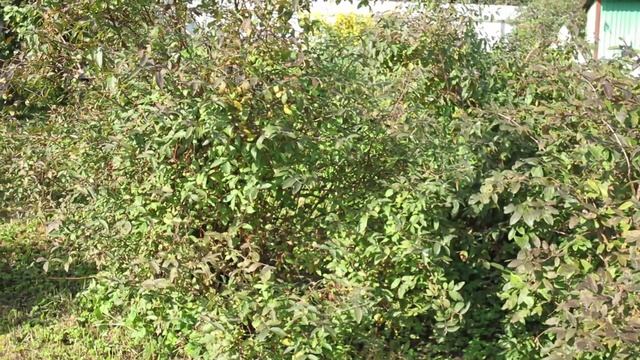 Цветет жимолость 1 сентября смотреть онлайн