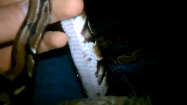 3 foot long foot long vermise python смотреть онлайн