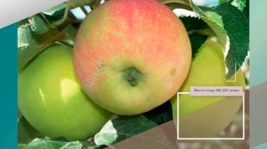 Яблоня Витязь - описание сорта