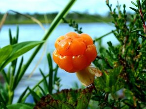 Мамин старенький домик .