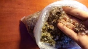 Газания или Газанья. Посадка семян