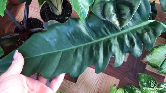 Редкие Растения купить Легко! Мои Цветочные Новинки.