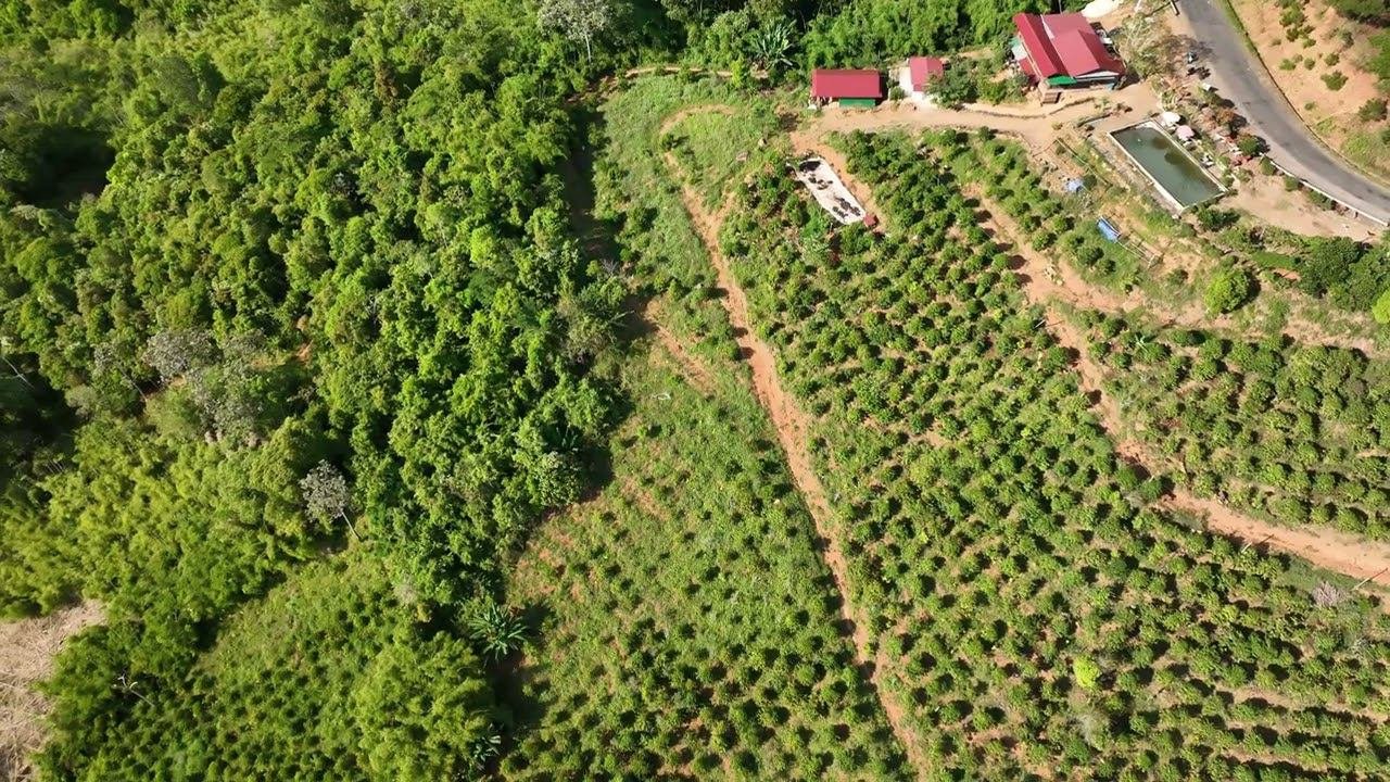 Flying A Copter In The Jungle Un15