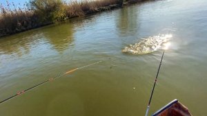 РЫБАЛКА В АСТРАХАНИ В НОЯБРЕ! ЖОР ДИКИХ САЗАНОВ ПЕРЕД ЗИМОЙ НАЧАЛСЯ! САЗАН НА ЗАКИДУШКИ!