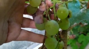 Обалденный Виноград без химии.Сорта винограда которые не болеют ничем и особенные помидоры.