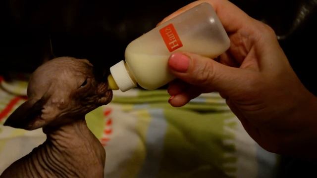 Котенок канадского сфинкса кушает из бутылочки смотреть онлайн