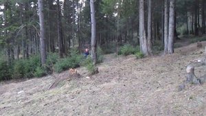 Скаут Сафари-3. Просто покатушки