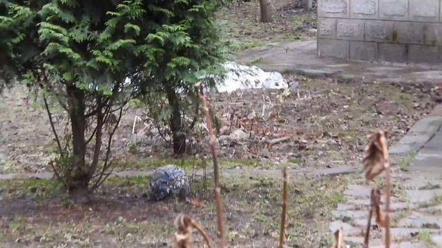 Фильтрация пруда. Спустя неделя после запуска. Весна.