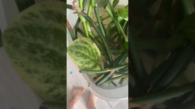 Фитостена о которой я мечтала.мои растения и как я их все не потеряла #дом #жена #растения  #цветы