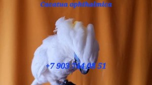 Синеочковый какаду (Cacatua ophthalmica) ручные птенцы из питомника