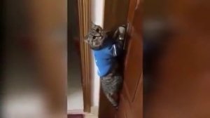 Кот просит открыть ему дверь