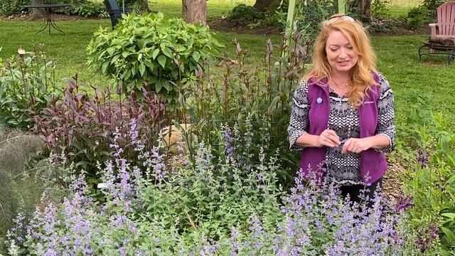 Take a Walk with Tavia #19 - 'Walker’s Low' Catmint смотреть онлайн