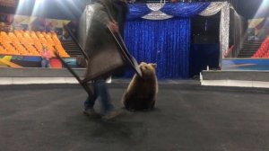 Цирк дрессура смотреть про цирк шапито онлайн