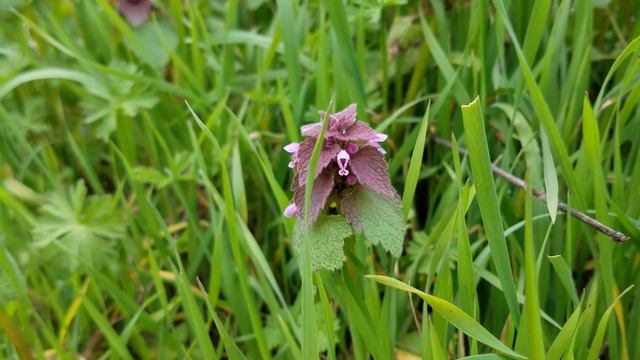 Shakespeare sonnet #3 смотреть онлайн