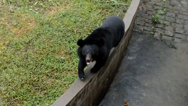 Звери танцуют. смотреть онлайн