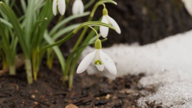 Подснежник нежный смотреть онлайн