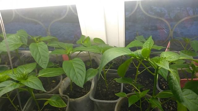 Обзор рассады, сорта. Вейгела,голубика.аквилегии,кусты.#рассада,#рассадаперца, #рассадатоматов. смотреть онлайн