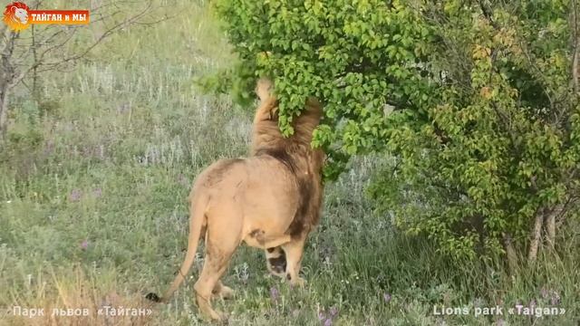 Львы от нас, а мы за ними! СЫРНАЯ ЛУНА - СУПЕРЛУНИЕ Львиный сезон 2020 Тайган. Lions life in Taigan смотреть онлайн