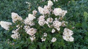 Гортензия Сандей Фрайз,  ЛПХ "Хочу свой сад"