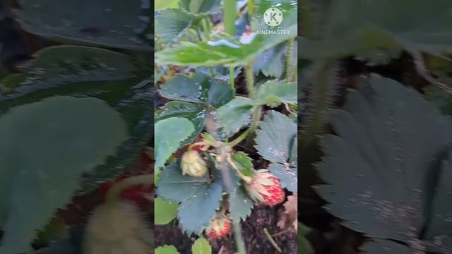 Зачем менять кусты клубники?