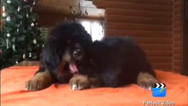 В продаже две девочки тибетского мастифа Питомник тибетских мастифов Москва смотреть онлайн