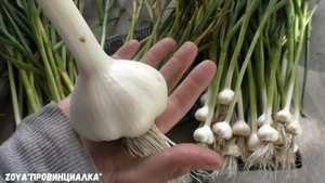 Урожай чеснока/ Сорта чеснока/ Хранение/ #лето #деревня #сортачеснока #урожай #harvestgarlic