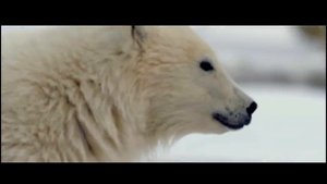 Животные севера. 144 Красноярск