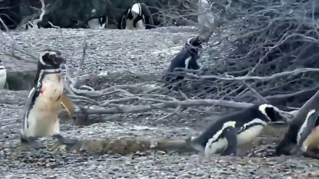 Пингвин застал свою подругу с любовником смотреть онлайн