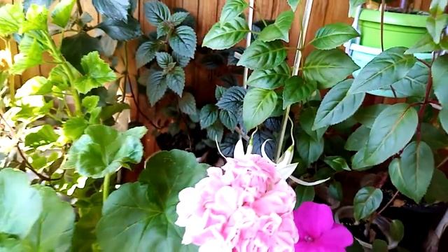 Клеродендрум, бровалию-летом на балконе смотреть онлайн