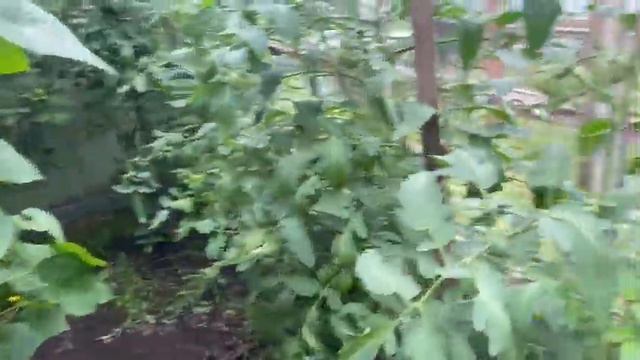 Greenhouse Garden Tour August 2022 смотреть онлайн