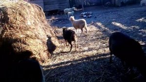 Экономика овцеводства